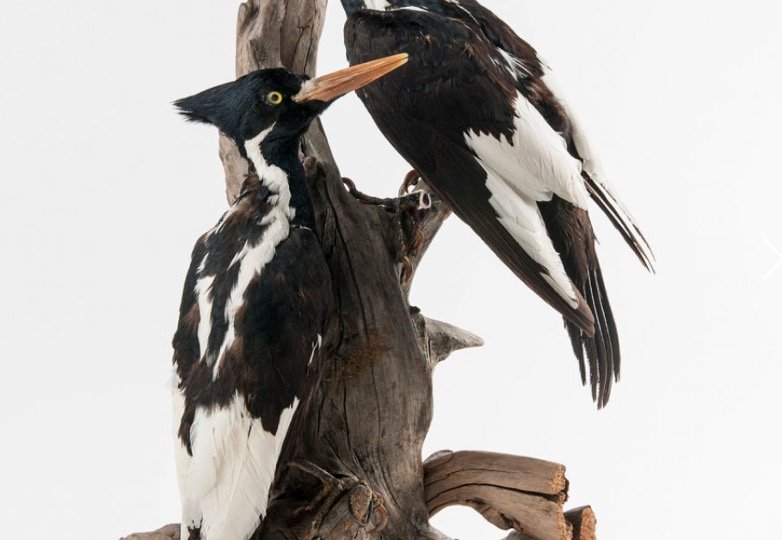 Ivory-Billed Woodpecker 1