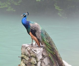 Peacock sitting on the stone