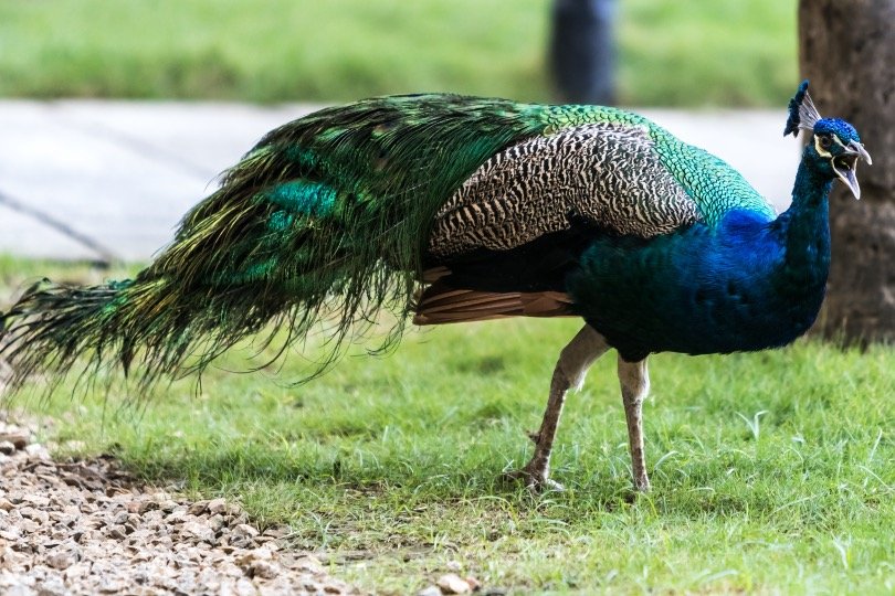 Peacock walking