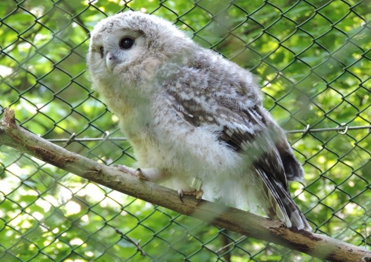 Baby Owl Perching