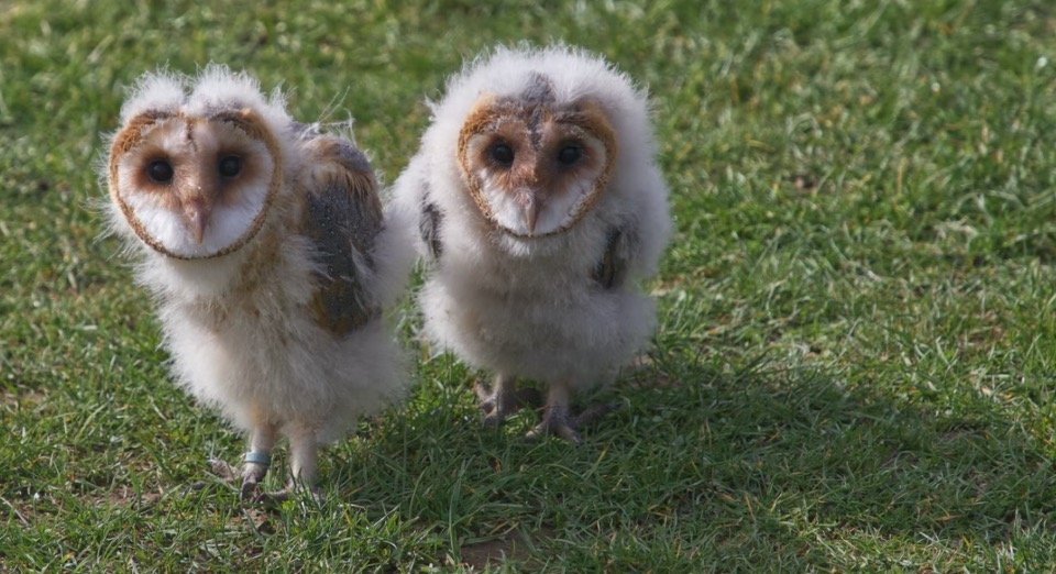 Barn Baby Owls