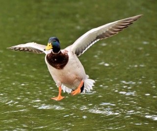 Can Ducks Fly