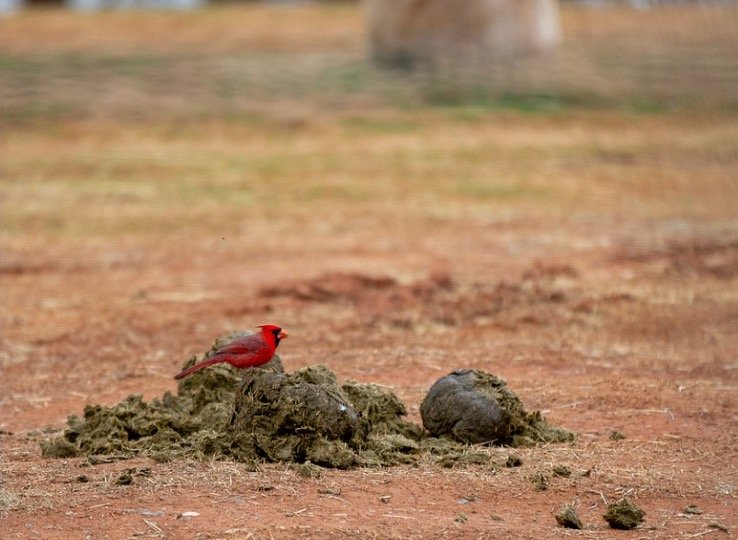 Cardinal bird pooping