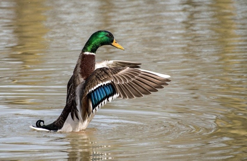 Duck trying to fly in water