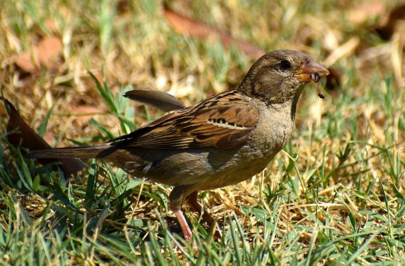 Finch eating spider in grass ground
