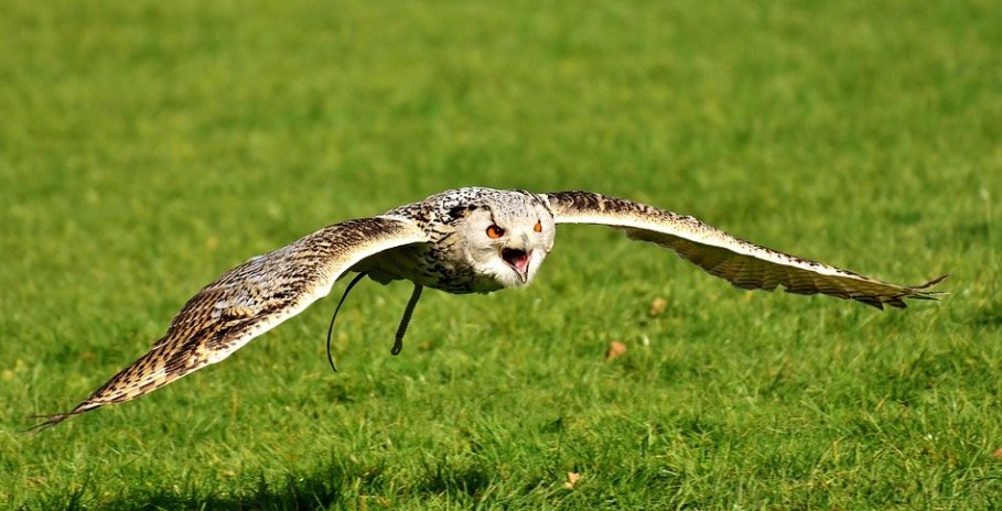 Flying owl searching for food