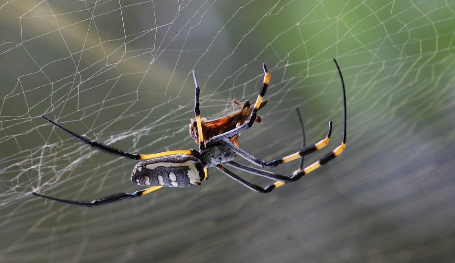 Spider making web