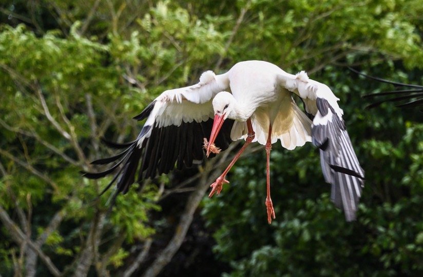 Stork eating insect while flying