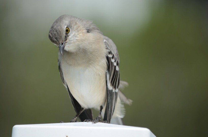 northern mockingbird sitting