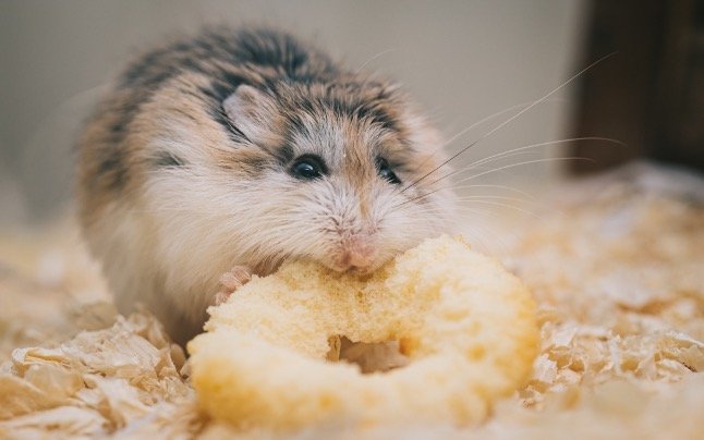 Hamster eating rice made treat