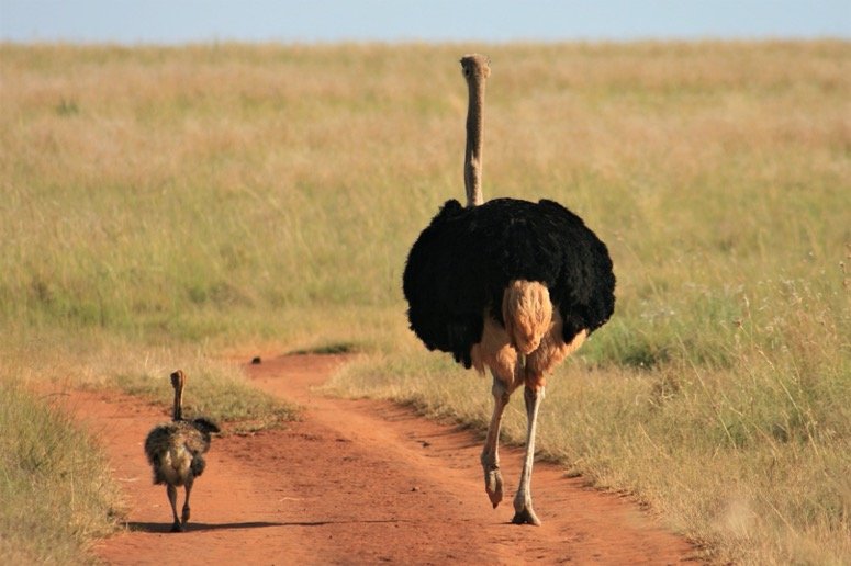 Ostrich walking with baby Ostrich