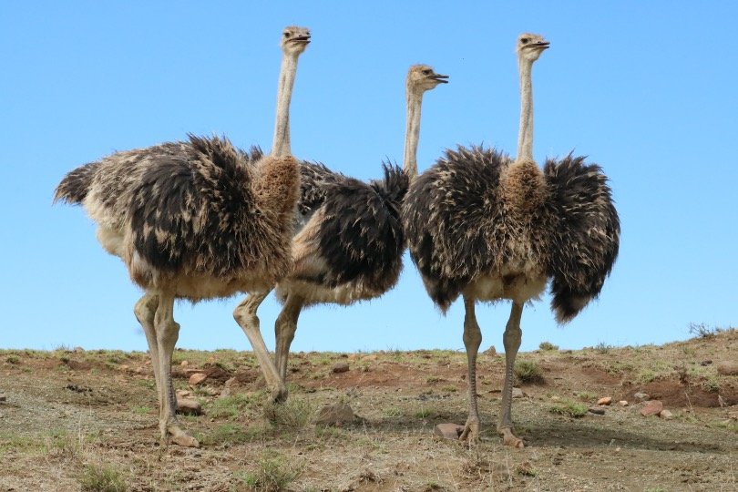 group of Ostrich