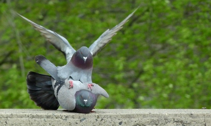 Pigeon doing mating
