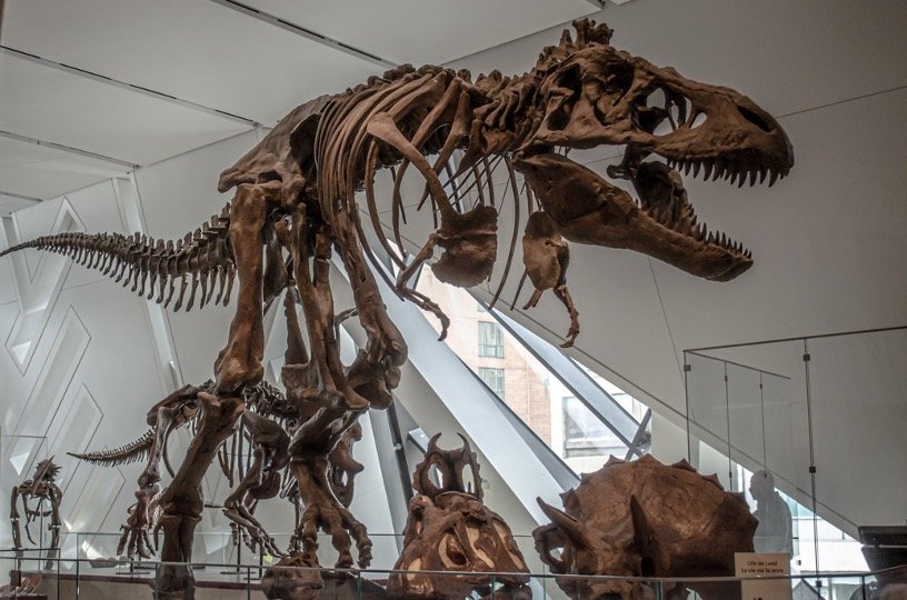 Skeleton of Dinosaurs
