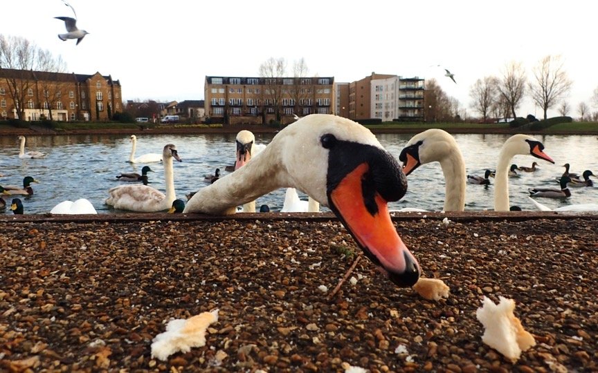 Swan eating bread
