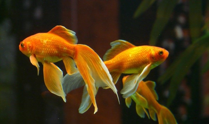History of Goldfish