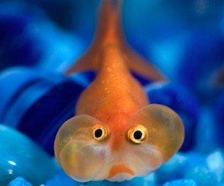  Celestial Eye Goldfish