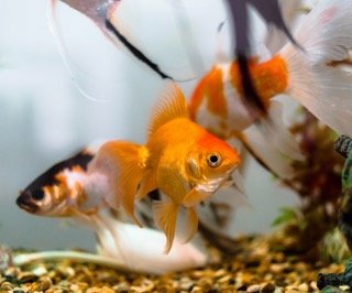 Fin Rot in Goldfish