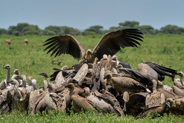 Group of Vultures