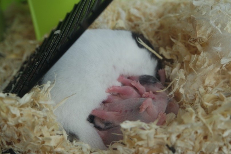 How Many Babies Do Hamsters Have In A Litter?