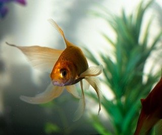 How to Grow and Care for Goldfish Plants