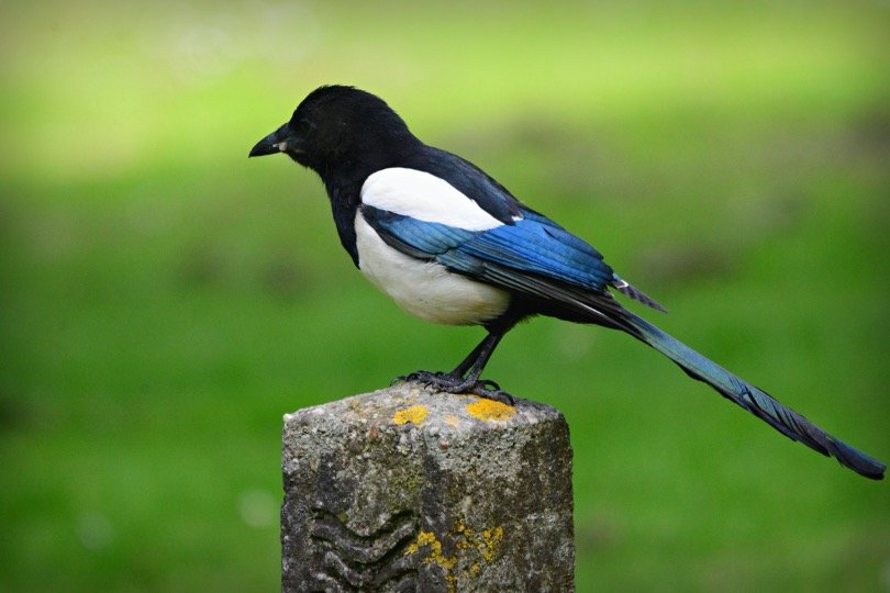 What is a Group of Magpies Called