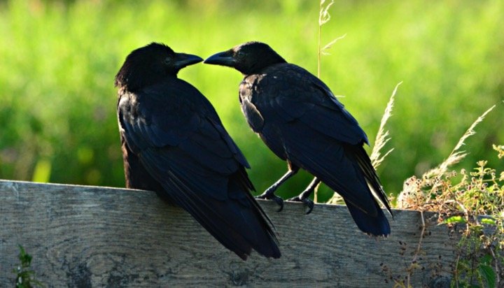 What Is A Group Of Crows Called Everything You Need To Know