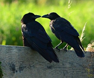 What is a Group of Crows Called?