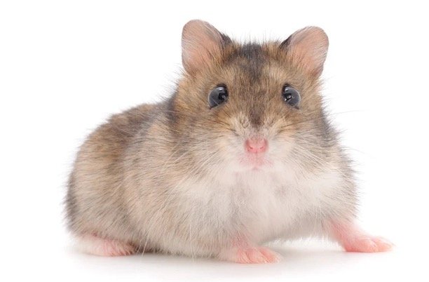 Dwarf Hamster price at Petco
