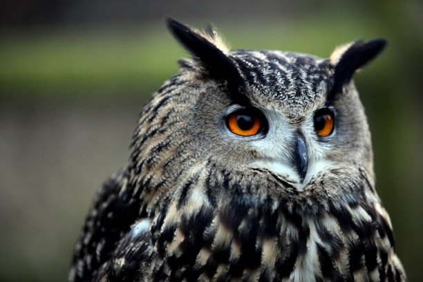 Orange eyed owl