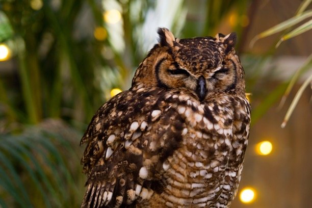 rufous owl