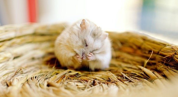 Do Hamster Sleep
