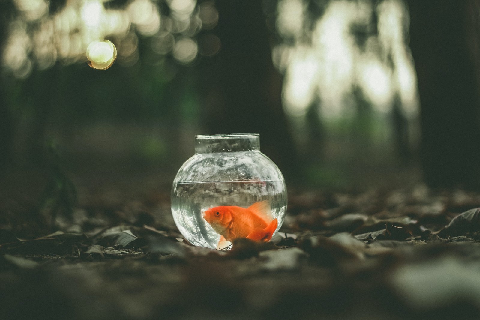 Goldfish Sitting at the Bottom of the Tank: Reasons & Solutions