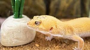 Leopard Gecko – Appearance, Habitat, Diet, Feeding Guide, Care Sheet