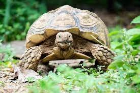 Sulcata Tortoise Care Guide: Everything You Need to Know