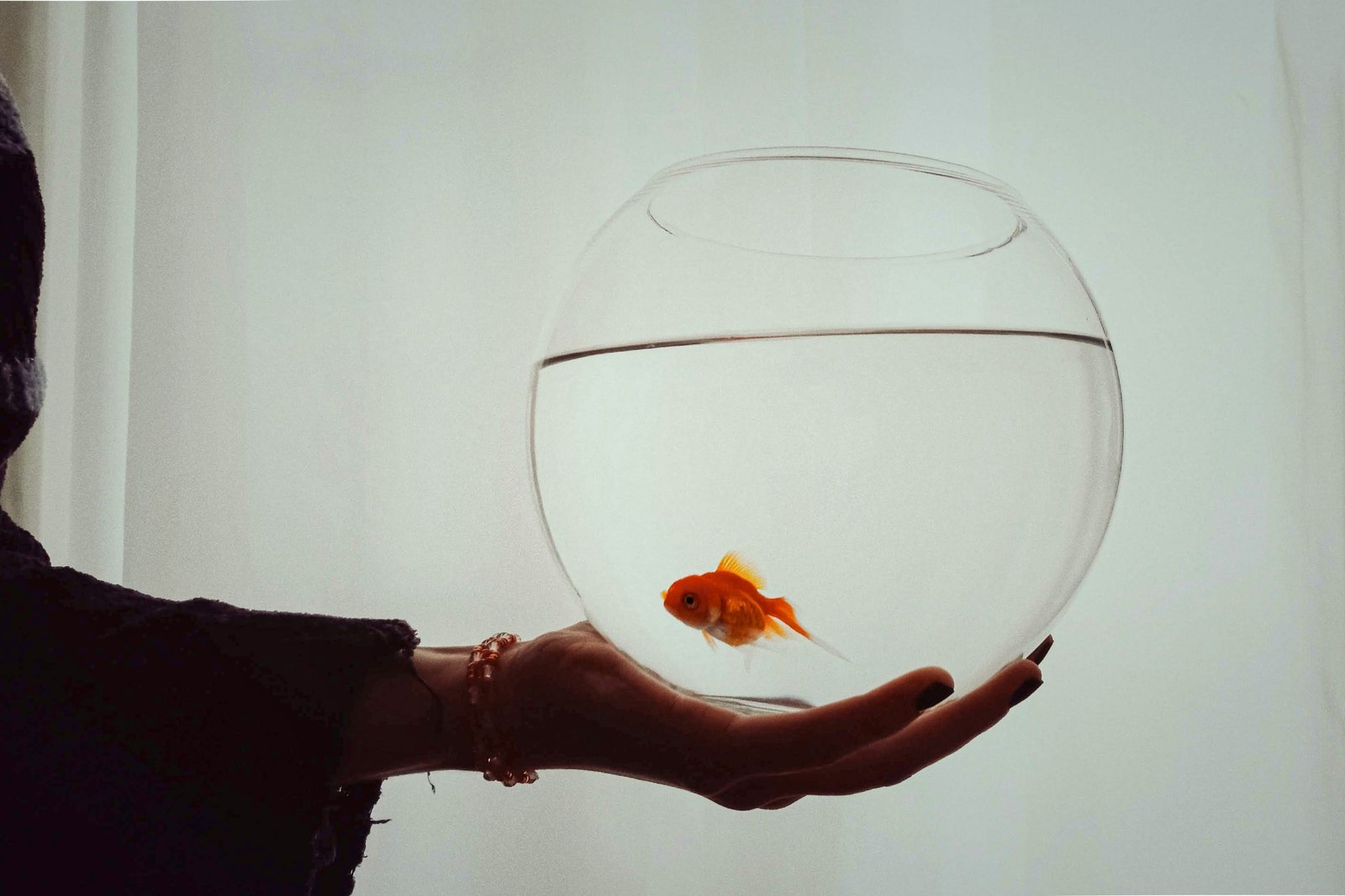 Aquascape Your Goldfish Tank Like a Pro: 10 Methods That Work