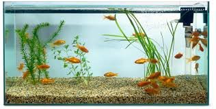 Goldfish Growth: Complete Guide with Chart