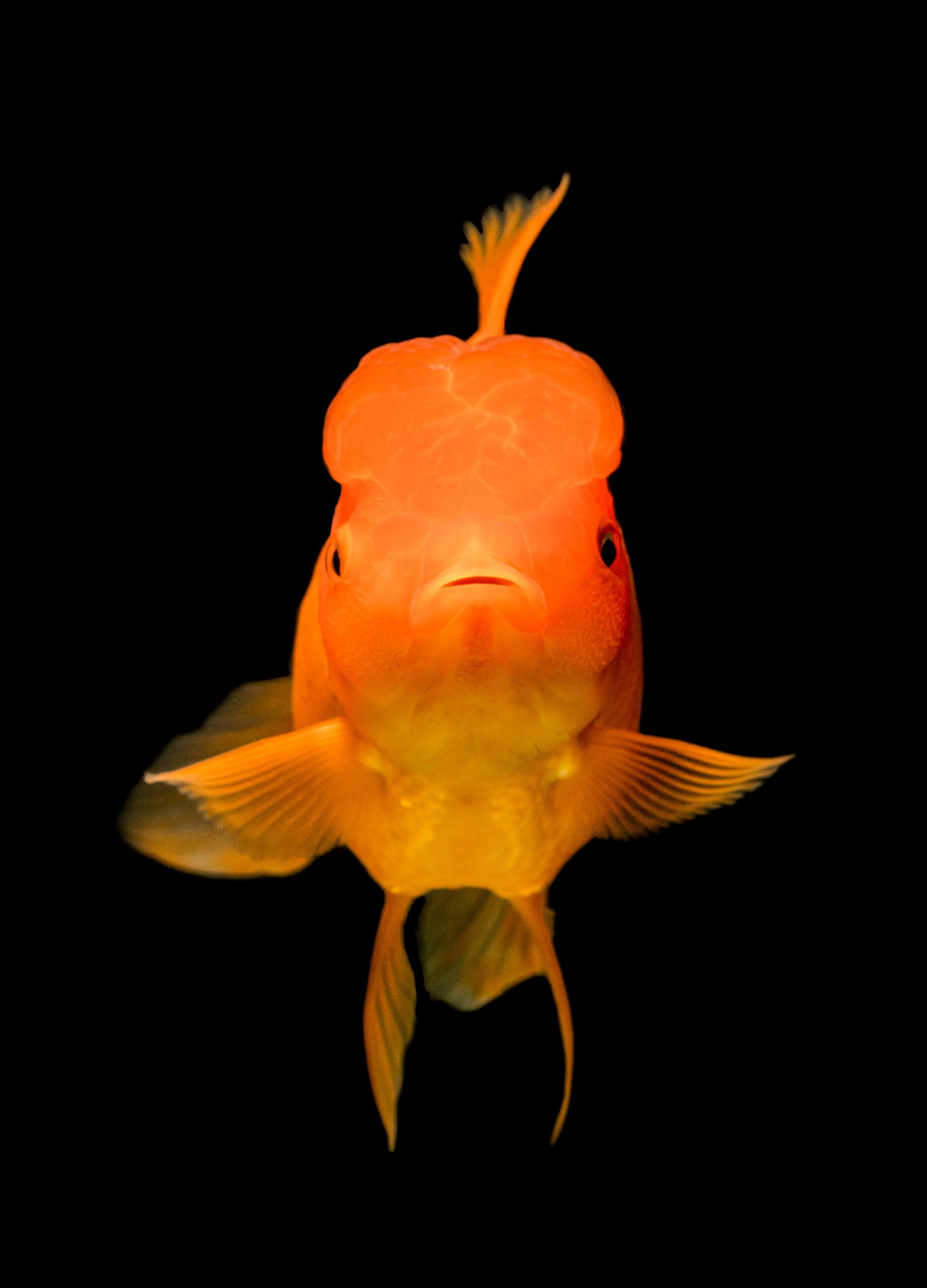Plastic vs Live Plants: Which is Better for My Goldfish Aquarium?