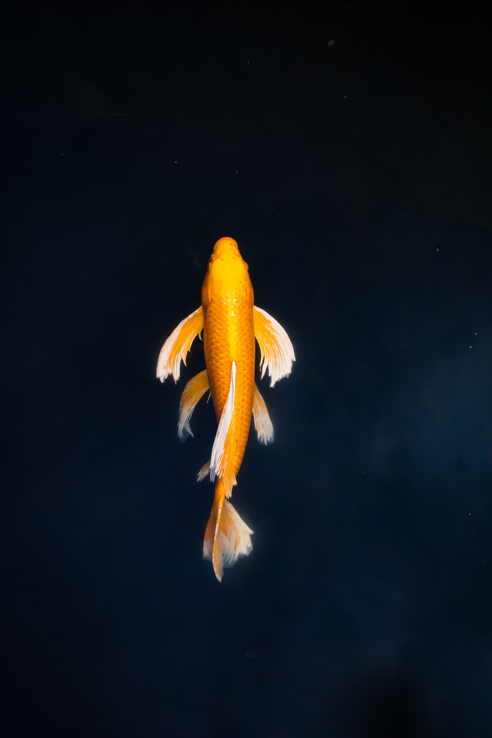 9 Weird Facts About the 12 Oldest Goldfish in the World