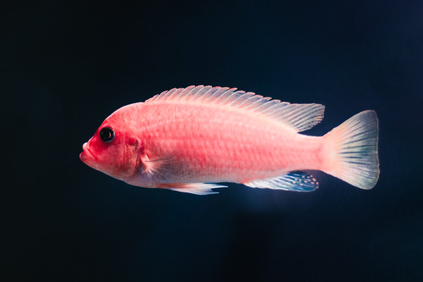 Goldfish Care Guide for Beginners