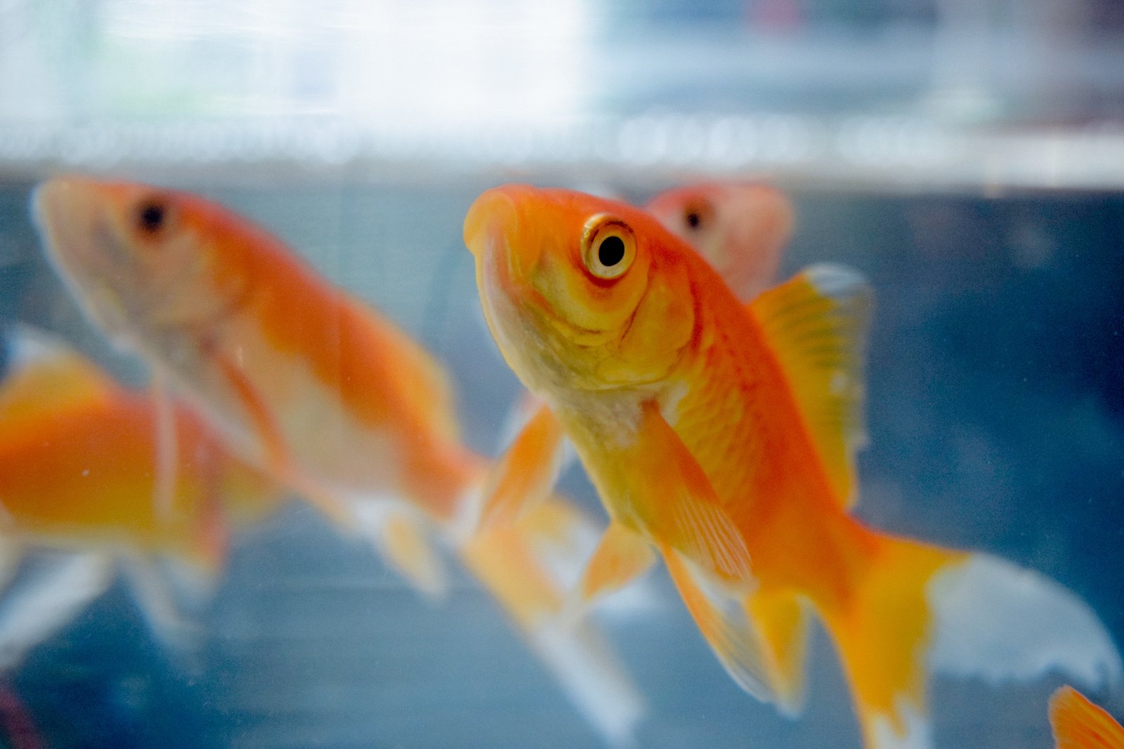 Ammonia and Goldfish: What You Need to Know