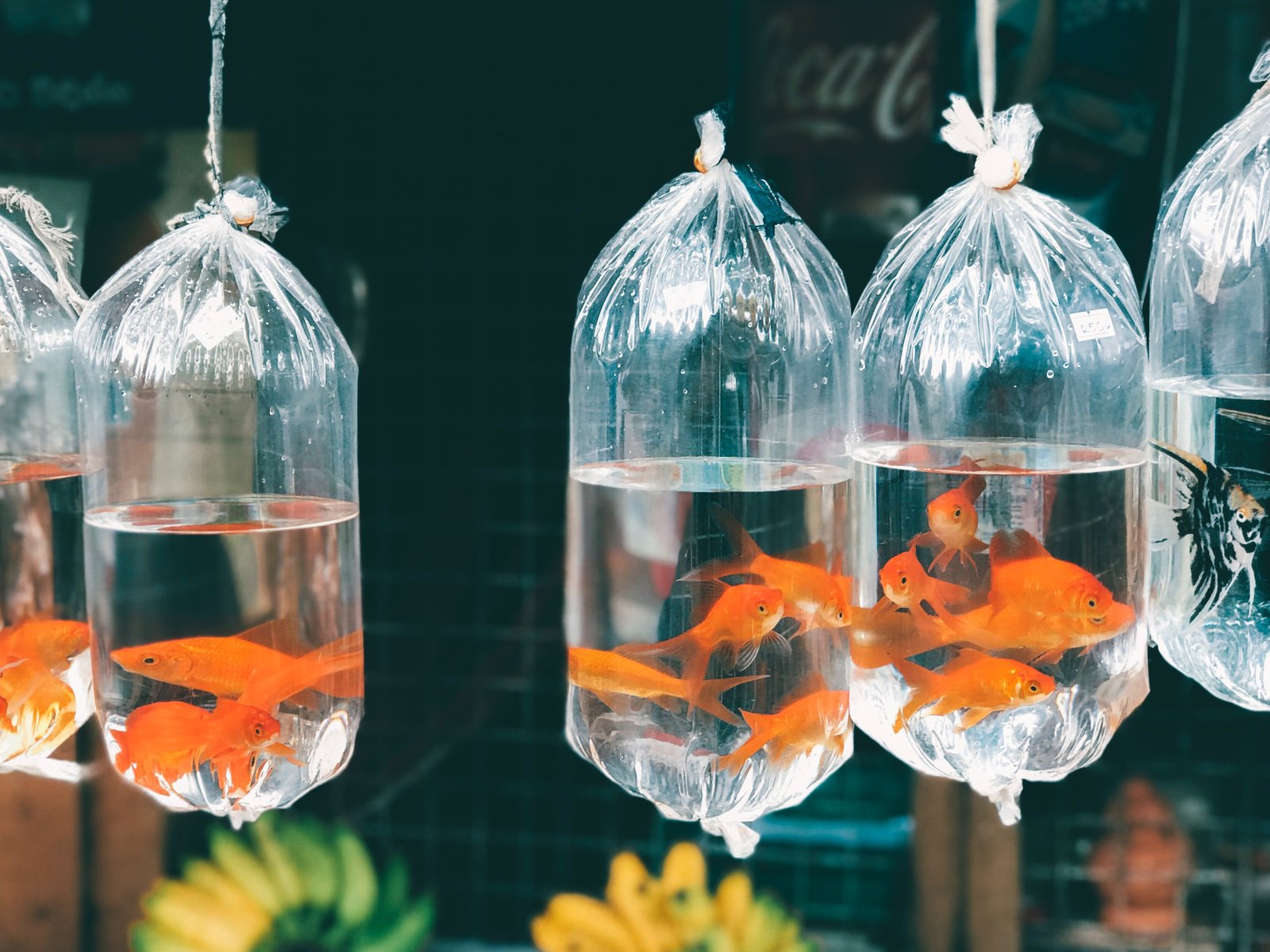 How to Tell if Your Goldfish Is Pregnant