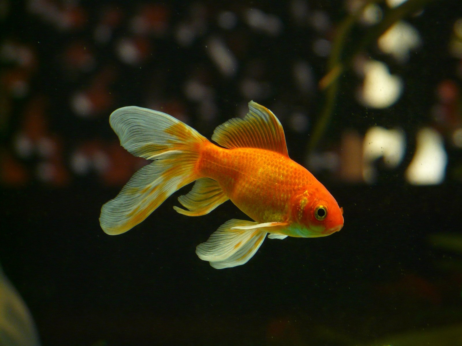 Good Reasons to Use Gel Food for Goldfish