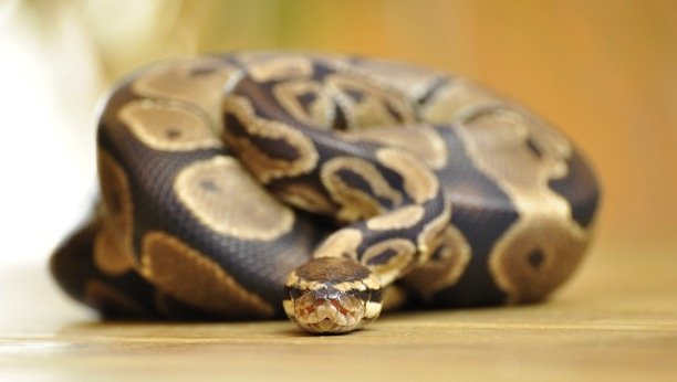 Complete Ball Python Breeding Guide