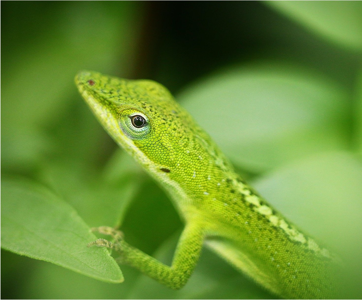 Green Anole Care