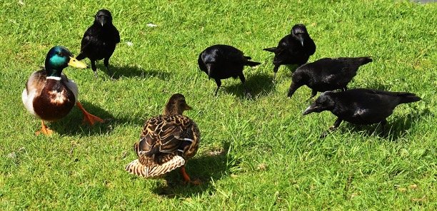Group of Ravens with ducks