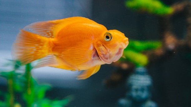 How To Use Aquarium Salt To Help Sick Goldfish?
