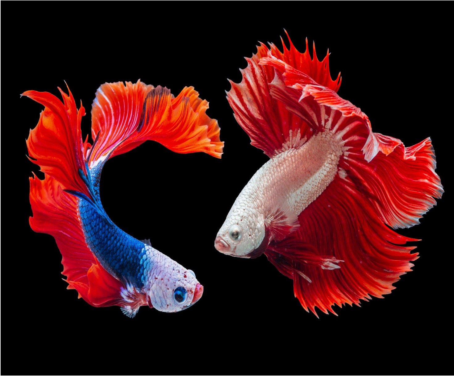 Male vs Female Betta Fish 1